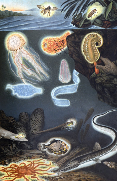 复古插画收藏水族馆与:珊瑚礁-各种海洋设计元素，包括不同的珊瑚，贝壳和动物。漂亮的海报或墙纸。水中闪闪发光的动物。手绘雕刻插图。图片下载