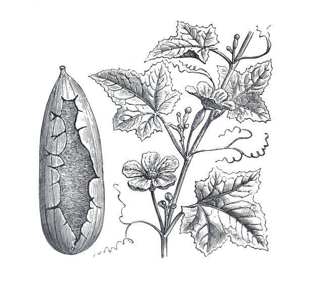 丝瓜、丝瓜、食用植物。有机食品。饲用植物。手绘雕刻古董插图。小胡瓜或黄瓜。图片下载