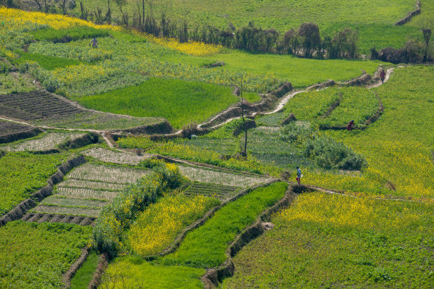 芥末领域图片下载
