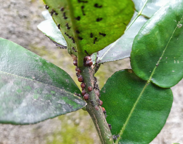 鳞状虱图片下载