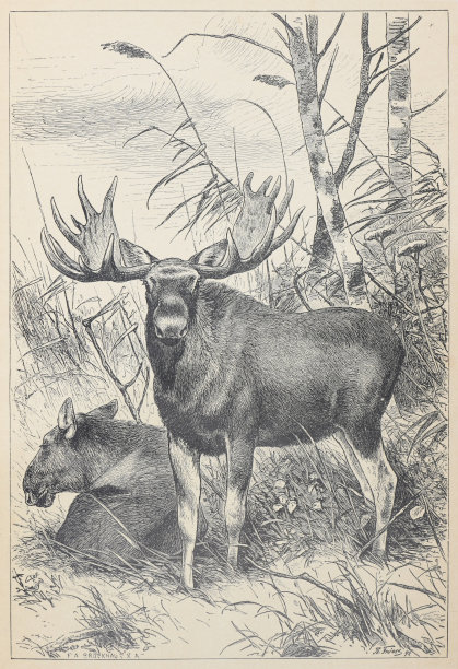 麋鹿(加拿大鹿)-古老的雕刻插图图片下载