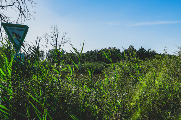 沼泽地区的植物。图片下载