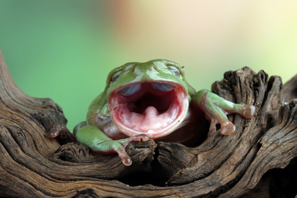 澳大利亚青蛙笑了图片下载