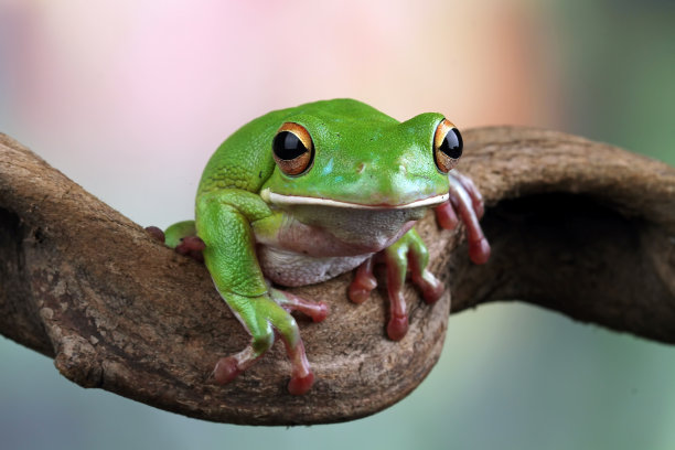 白唇树蛙图片下载