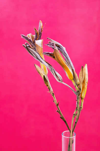 美丽的干花，仔细看。凋谢的百合与明亮的粉红色背景。图片下载