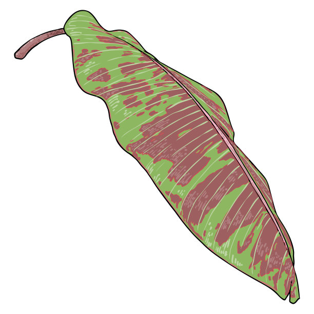 丛林异国情调的热带树叶，绿色和红色的自然棕榈叶在白色的背景。向量。图片下载