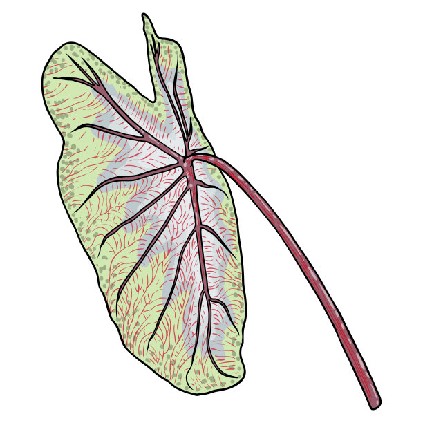 绿叶象耳或巨芋头属，海芋属，热带雨林绿叶园林植物郁郁葱葱。花的自然绿色异国情调的叶子。向量。图片下载
