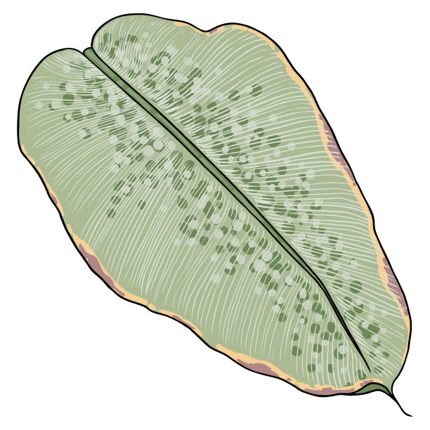 丛林异国情调的热带树叶，绿色和红色的自然棕榈叶在白色的背景。向量。图片下载