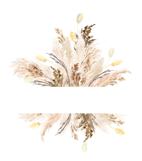 水彩潘帕斯草插图图片下载