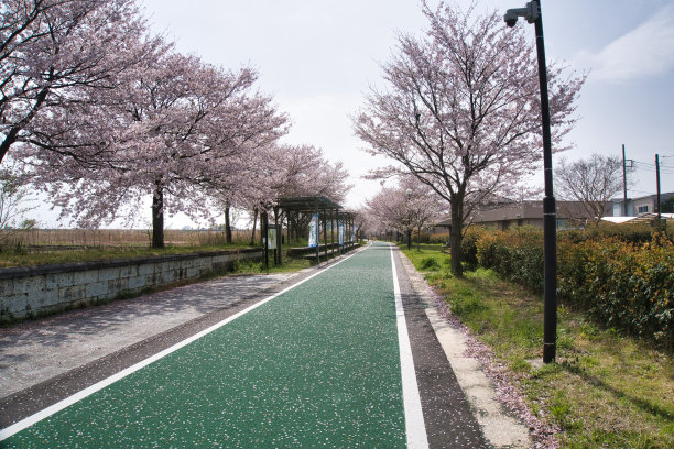 一排樱花盛开的三叶草图片下载