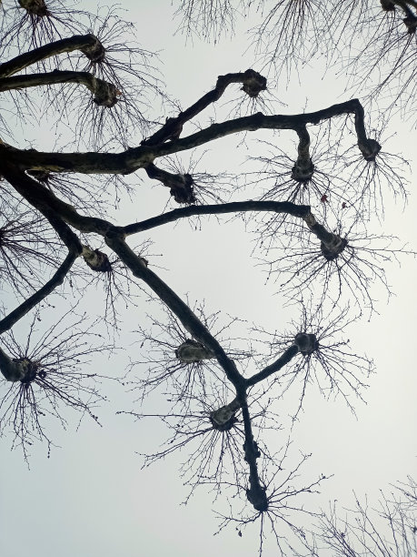 冬天从下面看的梧桐树照片图片下载