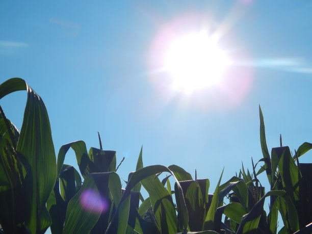 阳光下的玉米杆图片下载