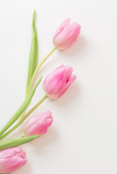 白色背景上的粉红色郁金香图片下载