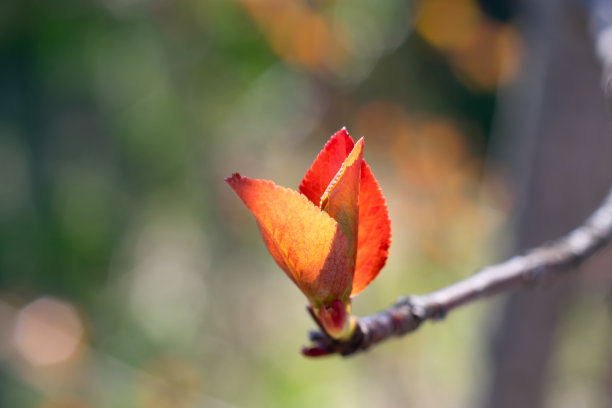 微距照片小红色的小枝或黑樱桃丛浆果树。春季浆果树发芽。开始越来越多图片下载