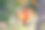 微距照片小红色的小枝或黑樱桃丛浆果树。春季浆果树发芽。开始越来越多图片下载