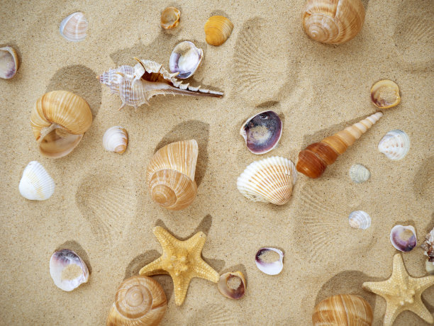 31、夏日的概念，休息的概念，大海的概念，旅游的概念。海星和贝壳在沙滩上。沙丘背景的顶视图图片下载