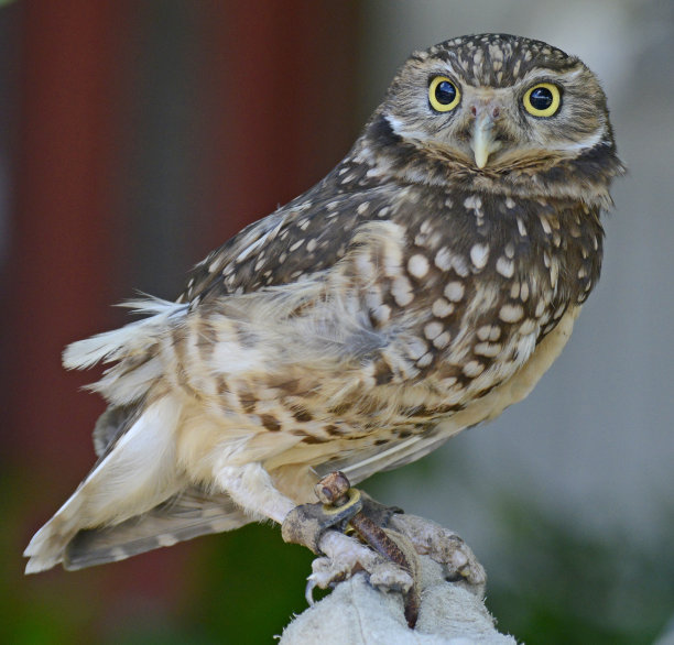 穴居猫头鹰歪着头图片下载