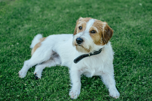 纯种杰克罗素梗。图片下载