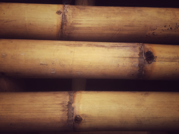 竹子的图片下载