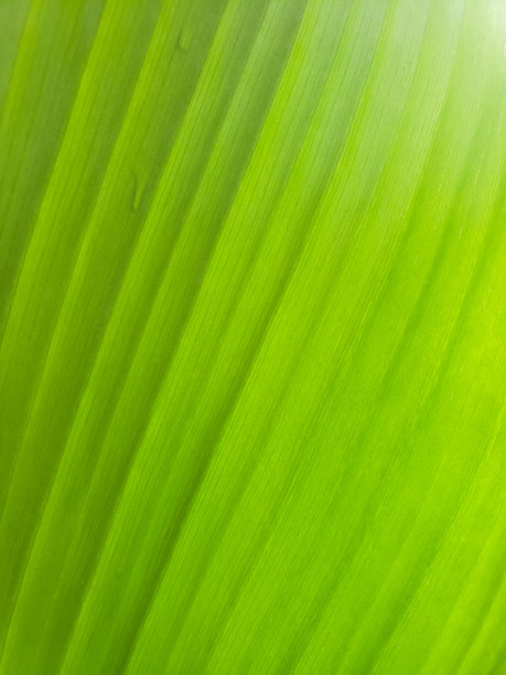 带有条纹的绿叶纹理非常适合作为背景和概念绿色图片下载