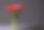 玻璃花瓶里的红色郁金香图片下载