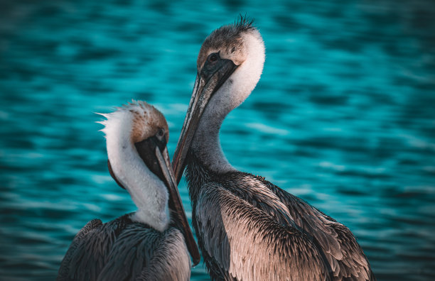 水上的鹈鹕图片下载