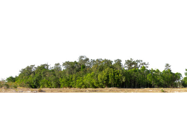 在一个白色的背景，绿色的树木，森林和叶子在夏天的高清晰度树线孤立的观点。图片下载