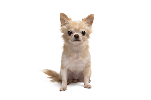 可爱的小棕色吉娃娃坐在白色的背景上。图片下载