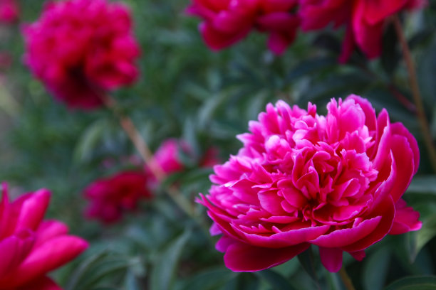 微距照片自然花牡丹。库存照片一个盛开的牡丹花与粉红色的树莓芽背景纹理。一张牡丹花的图片。图片下载