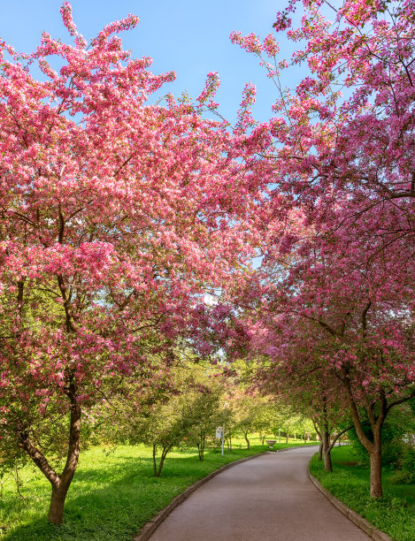 在城市公园的樱花图片下载