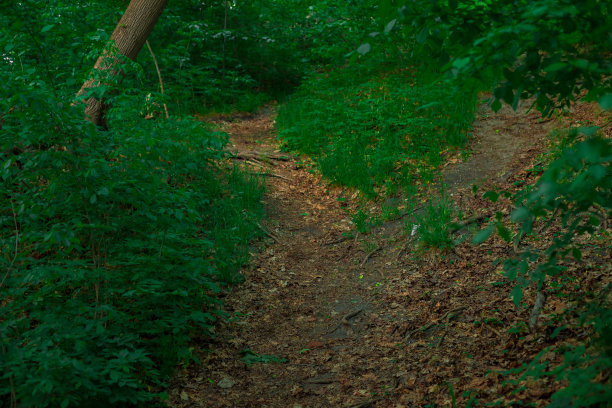 简单的乡村公园自然照片与树木，绿色的草地和泥土小径图片下载