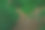 简单的乡村公园自然照片与树木，绿色的草地和泥土小径图片下载