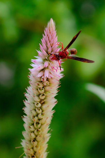 大红虫在晴天吃紫色的花。微距照片的一个bug在自然界。图片下载