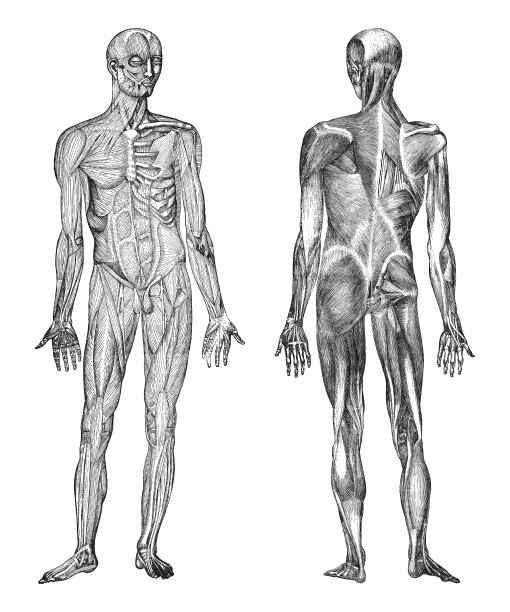 人体肌肉系统——复古雕刻插图图片下载