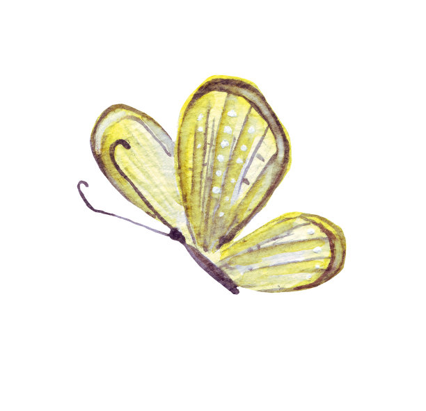 蝴蝶。水彩插图。手绘图片下载