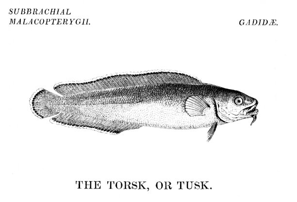 托尔斯克，或塔斯克，鱼图片下载