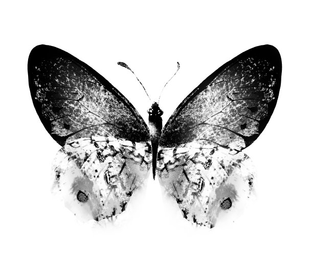 黑白水彩蝴蝶，孤立在白色背景上图片下载