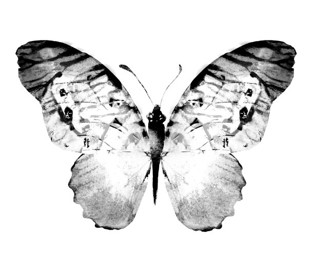 黑白水彩蝴蝶，孤立在白色背景上图片下载