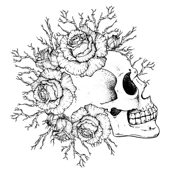 人类头骨和玫瑰花手绘插图。示意图说明。纹身的打印。头骨和玫瑰。t恤的设计。图片下载