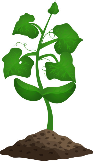 黄瓜第四阶段组成图片下载