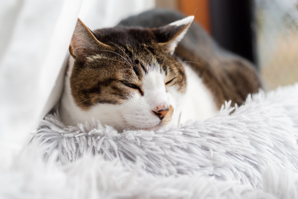 睡觉的猫图片下载