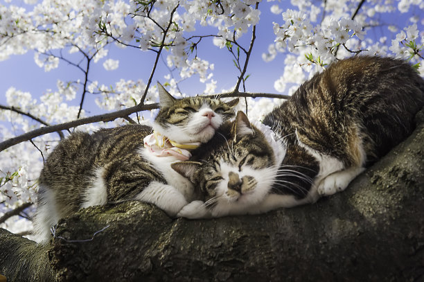 樱花盛开在春天，阳光明媚的日子。日本东京上野公园，一对猫坐在树上图片下载