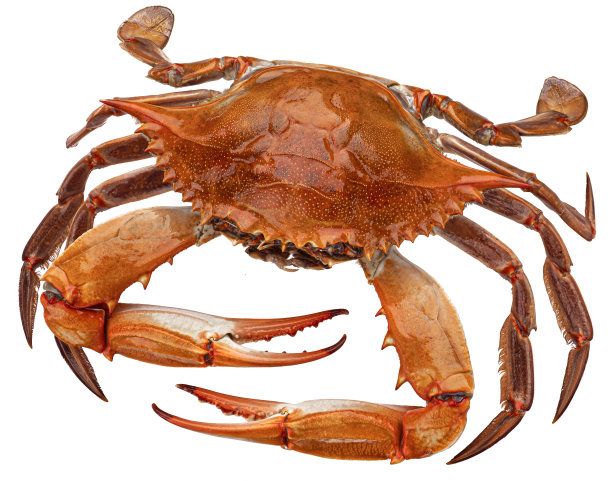 煮熟的蓝蟹孤立在白色背景上图片下载