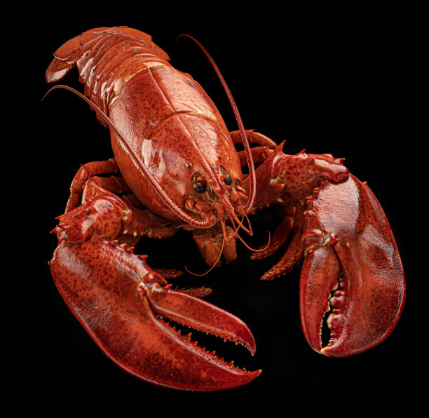 在黑色背景上煮龙虾图片下载