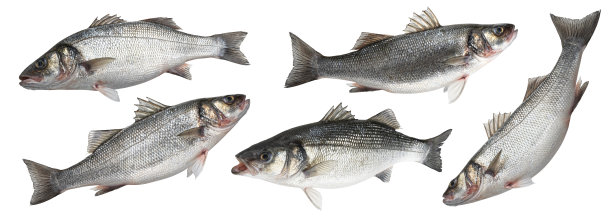 在白色背景上孤立的海鲈鱼图片下载