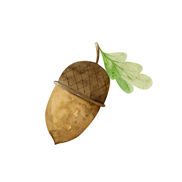 橡子与橡树叶水彩插图。图片下载