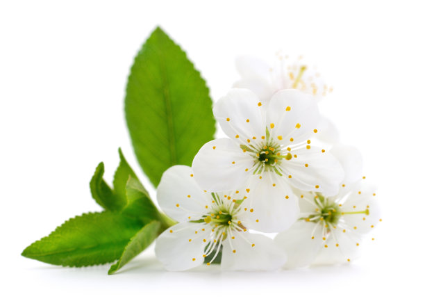 樱桃花儿孤立。图片下载