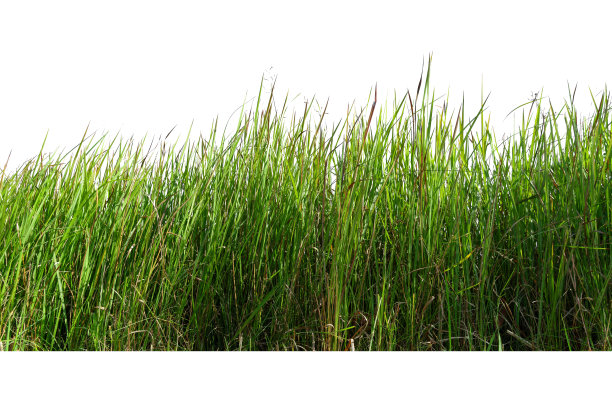 绿色的草孤立在白色的背景上。图片下载