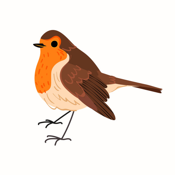 可爱的知更鸟孤立在白色的背景上。矢量平面插图图片下载