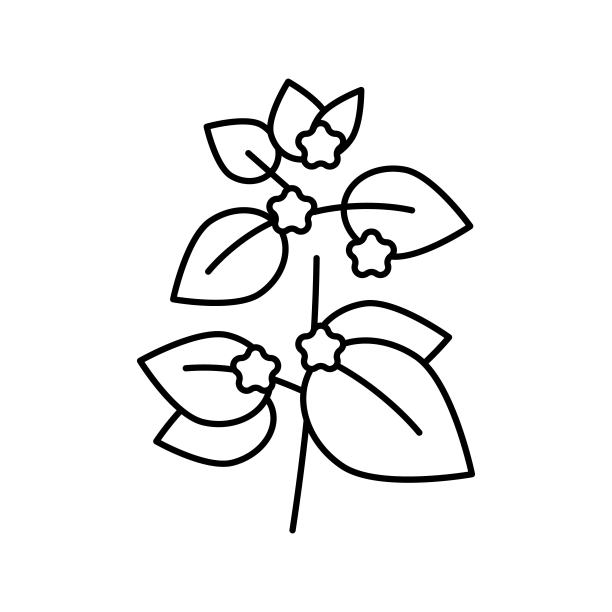 梅丽莎草药芳香疗法线图标矢量孤立插图图片下载